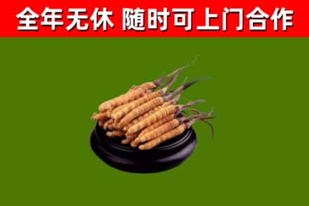 博尔塔拉州回收冬虫夏草