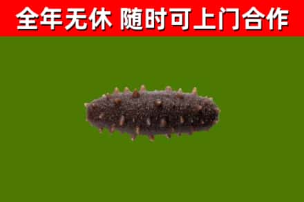 博尔塔拉州烟酒回收干海参.jpg